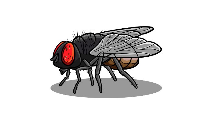 How to draw a Fly