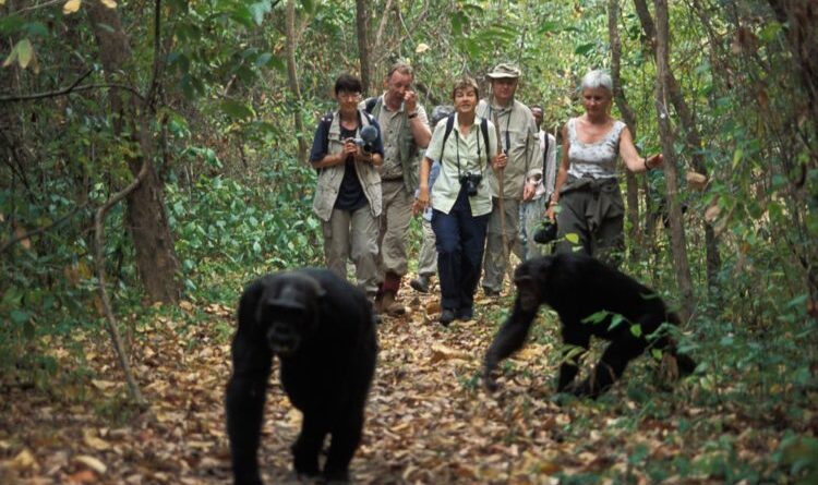 Guided Chimpanzee Trekking: Expert-Led Tours for Unforgettable Primate Encounters